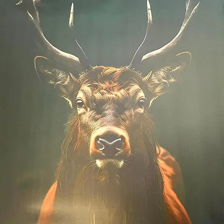 Le Cerf - Center Appartement